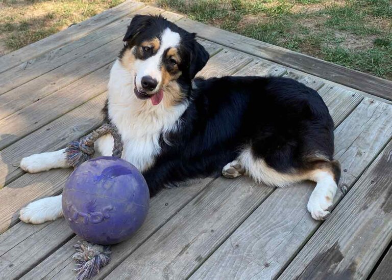 Kahlan playing with a ball