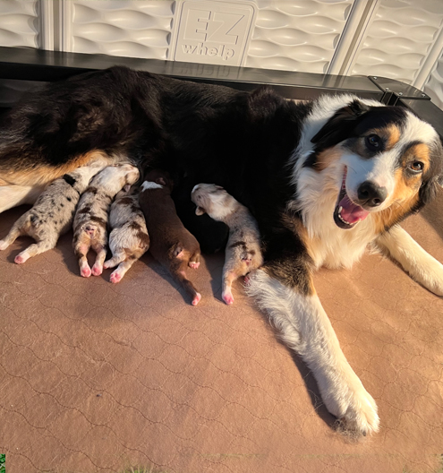 Kahlan and her puppies
