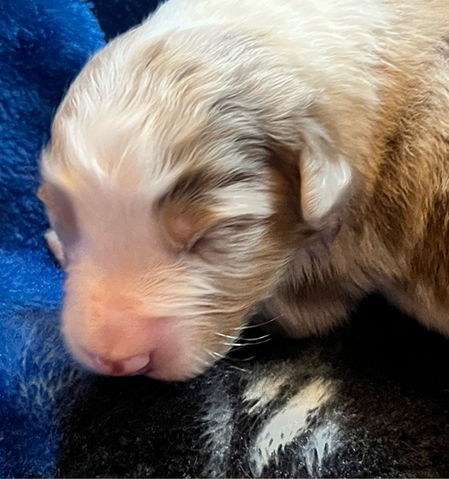 Captain at 5 days old, a gorgeous red merle male puppy
