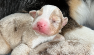 Newborn Australian Shepherd Puppy