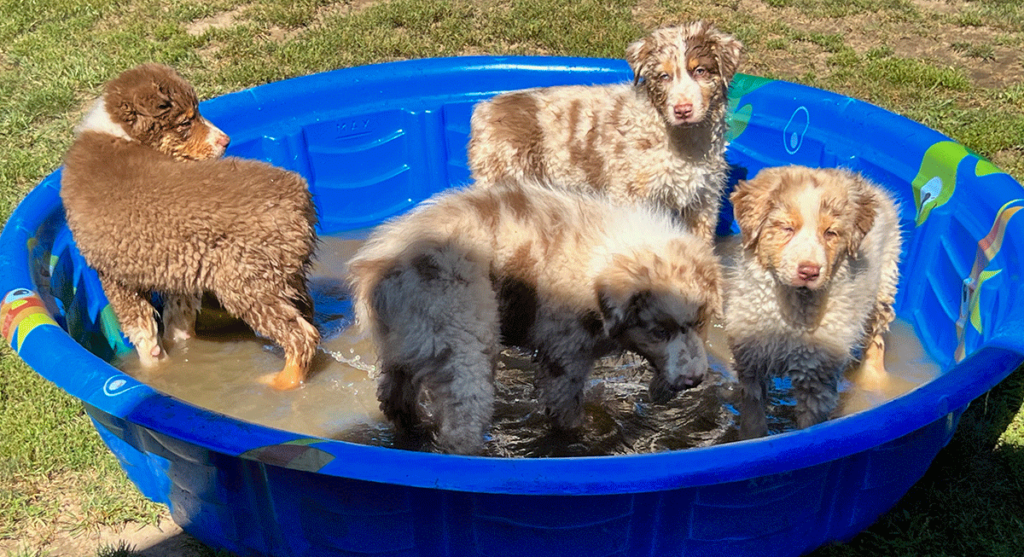 Australian Shepherd Puppies playing in the water.